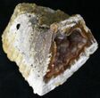 Agatized Fossil Coral Geode - Florida #22426-3